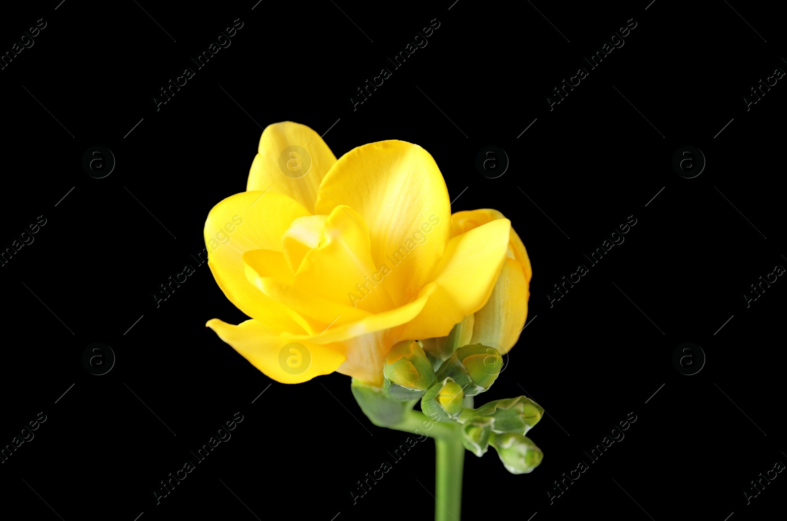 Photo of Beautiful freesia with fragrant flowers on black background