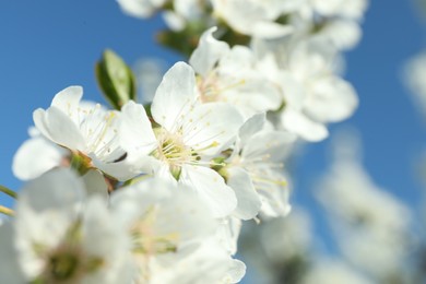 Branch of blossoming cherry plum tree against blue sky, closeup