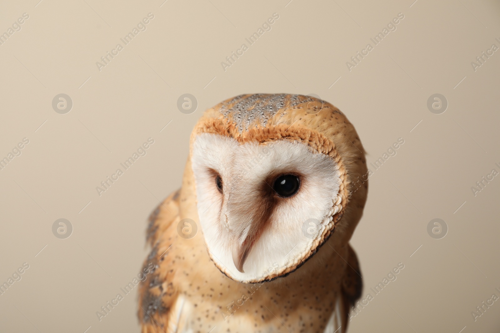 Photo of Beautiful common barn owl on beige background, closeup