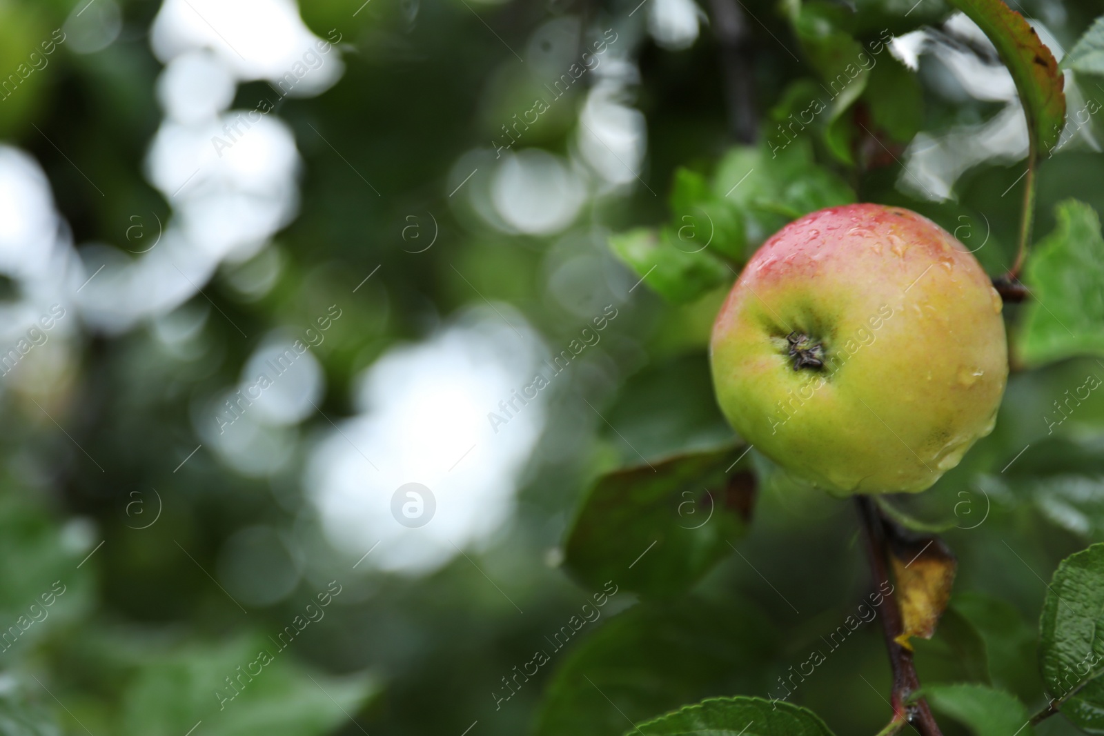 Photo of Branch of apple tree with ripe fruit in garden, closeup