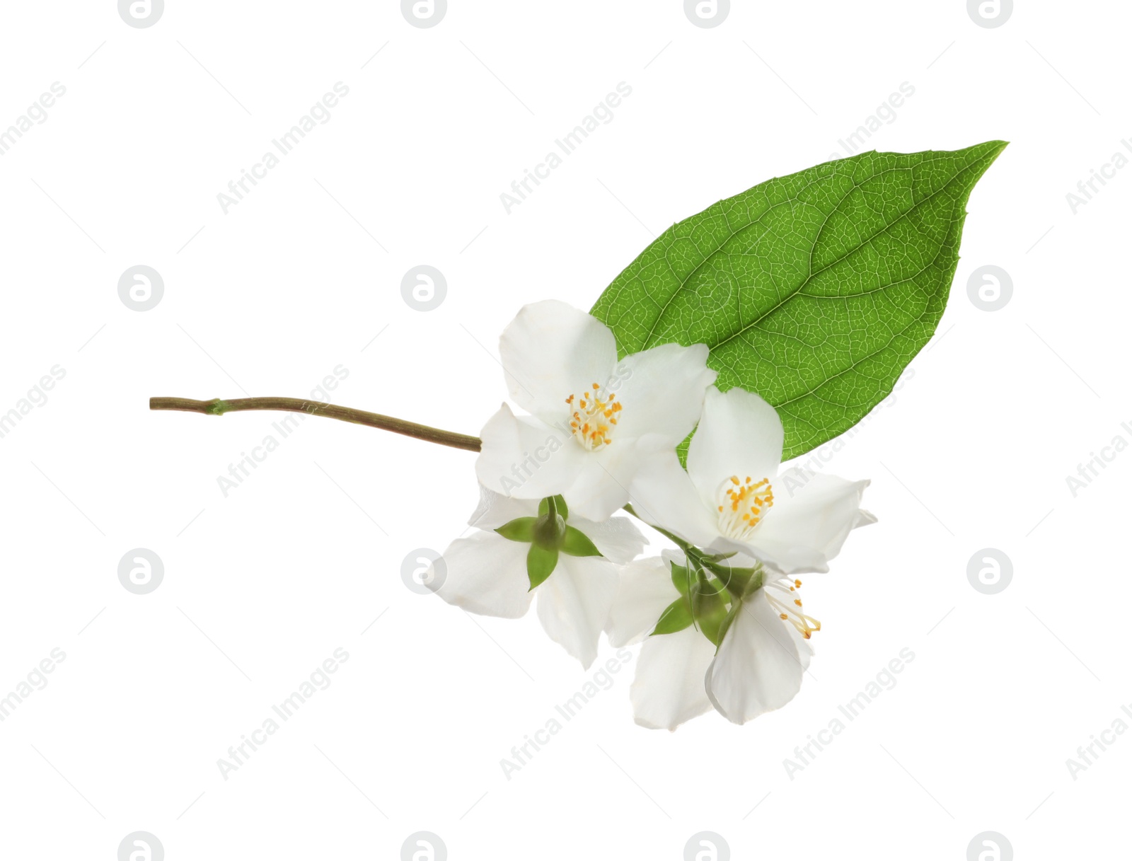 Photo of Beautiful flowers of jasmine plant with leaf on white background