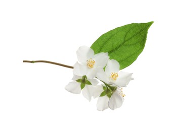 Beautiful flowers of jasmine plant with leaf on white background