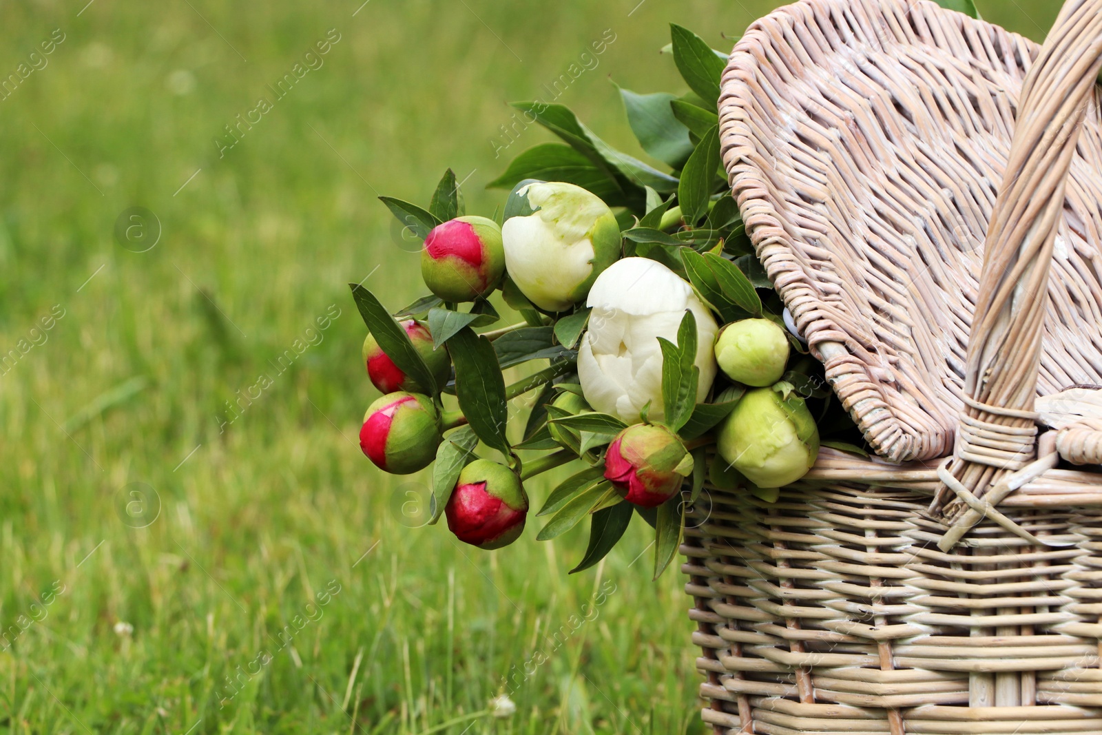 Photo of Many beautiful peony buds in basket on green grass outdoors, closeup