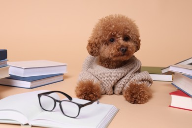 Photo of Cute Maltipoo dog in knitted sweater surrounded by many books on beige background