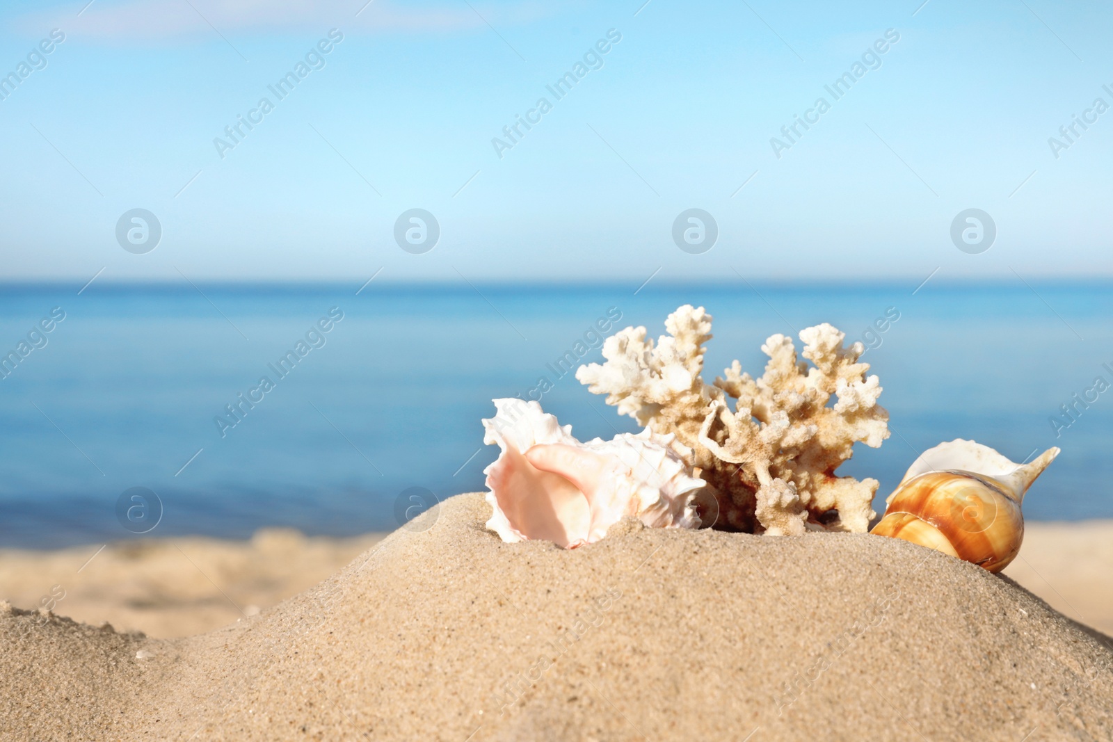 Photo of Sandy beach with beautiful coral and shells near sea. Space for text