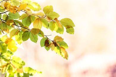 Photo of Tree twigs with autumn leaves on blurred background. Space for text