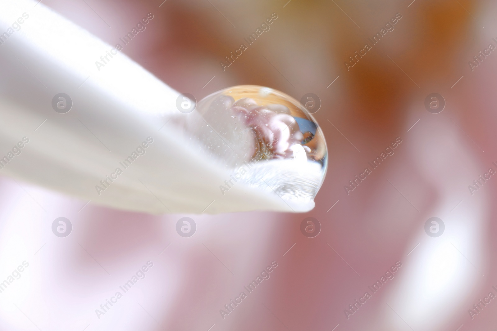 Photo of Macro photo of beautiful flower reflected in water drop on white petal against blurred pink background