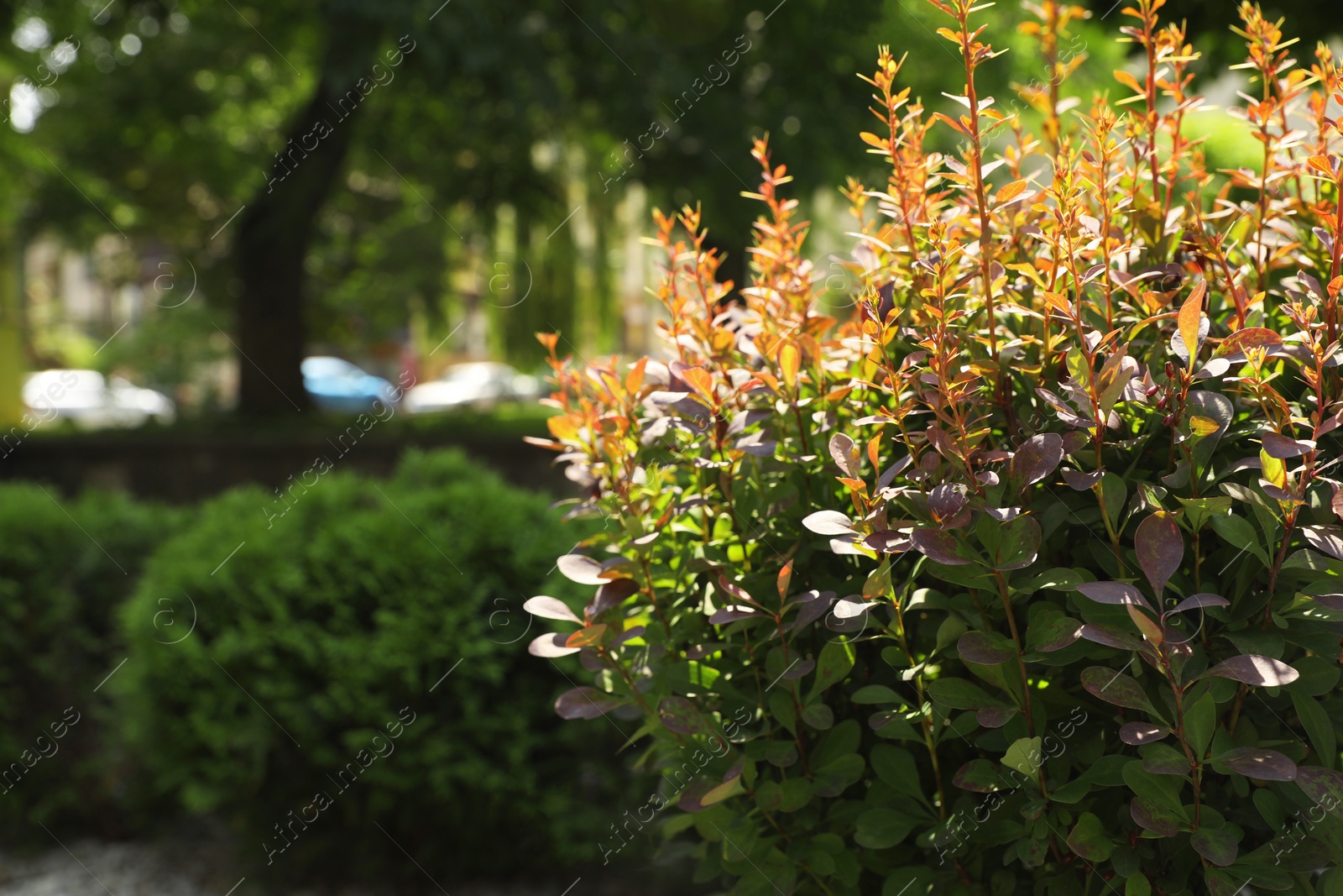 Photo of Barberry shrub growing outdoors, space for text. Gardening and landscaping