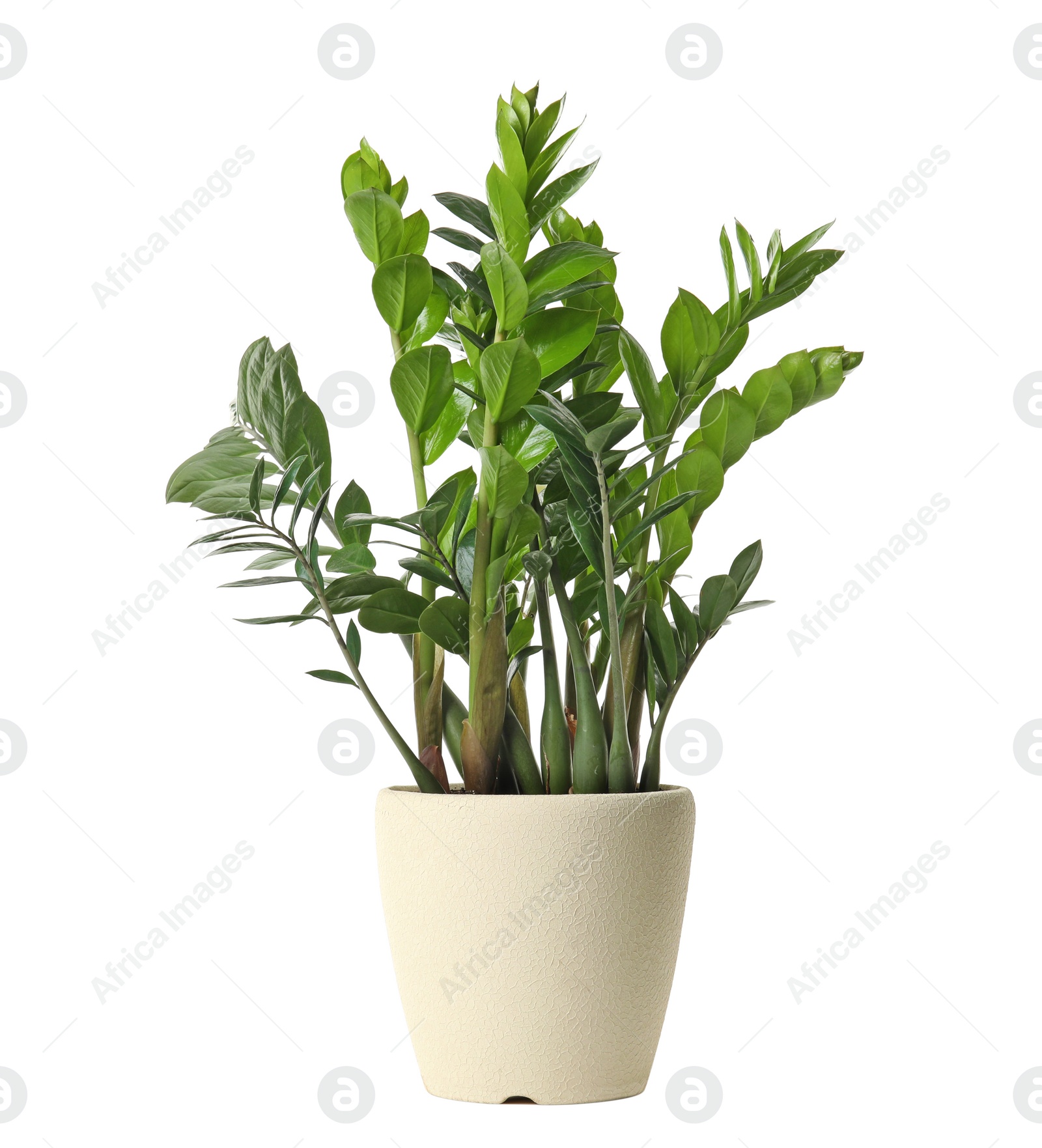 Photo of Pot with Zamioculcas home plant on white background