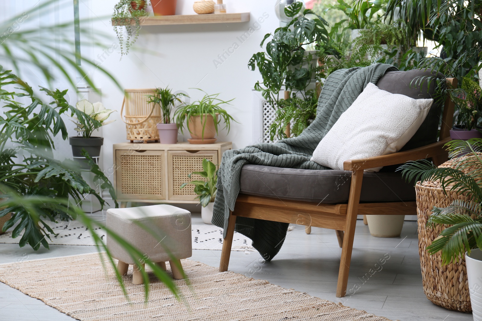 Photo of Comfortable armchair and beautiful houseplants in room. Lounge area interior