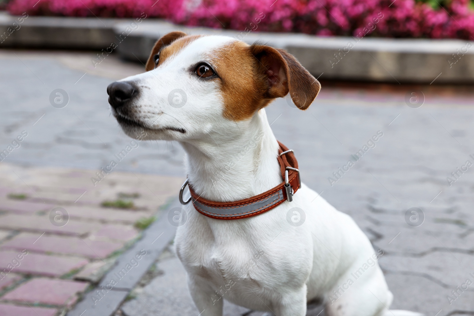 Photo of Beautiful Jack Russell Terrier in brown leather dog collar on city street