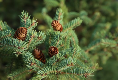 Photo of Coniferous tree branches with cones outdoors, closeup