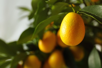 Kumquat tree with ripening fruits outdoors, closeup. Space for text