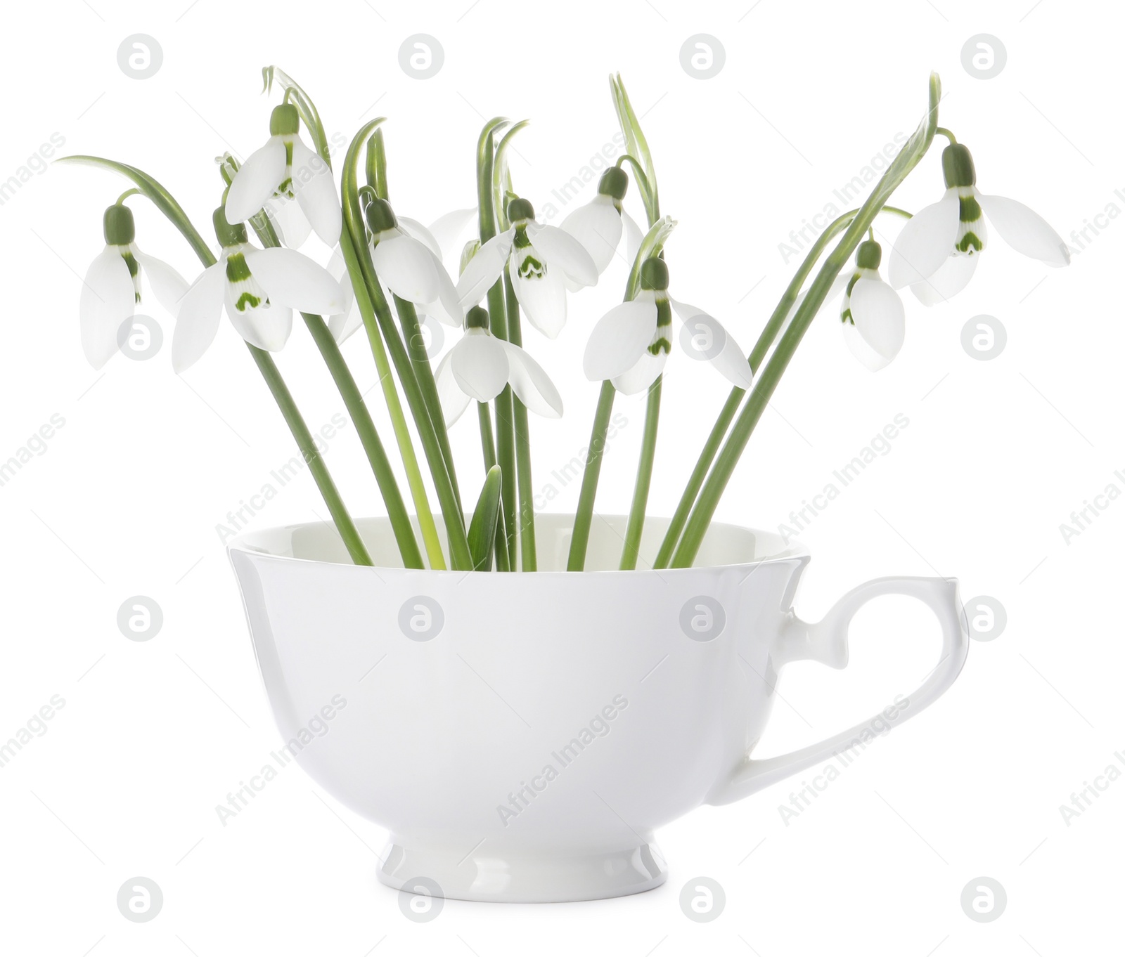 Photo of Beautiful snowdrops in cup isolated on white. Spring flowers