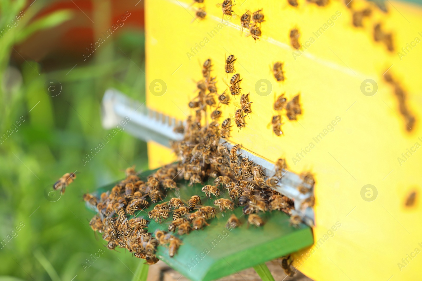 Photo of Closeup view of wooden hive with honey bees on sunny day