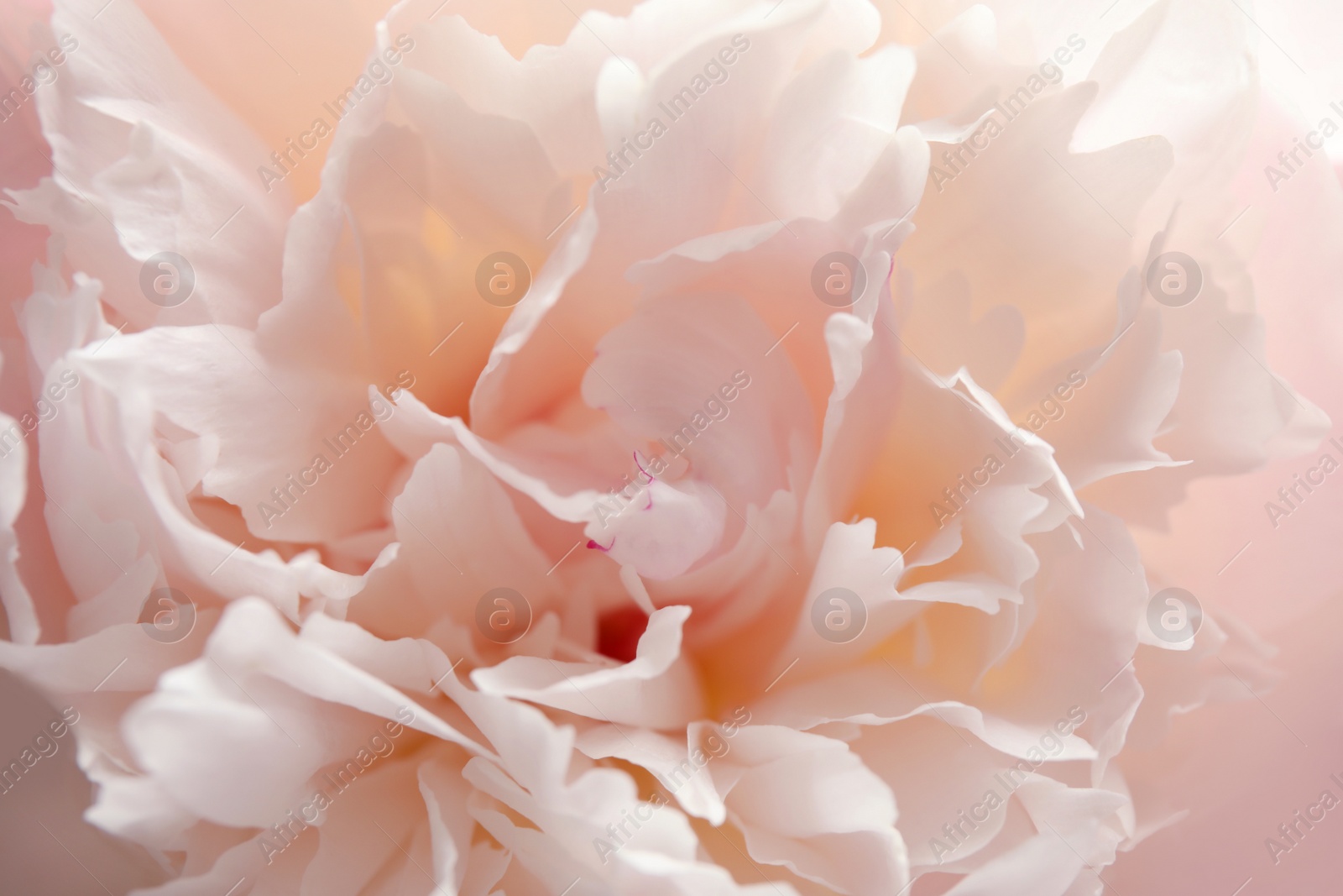 Photo of Closeup view of beautiful light peony flower