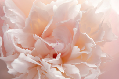 Closeup view of beautiful light peony flower