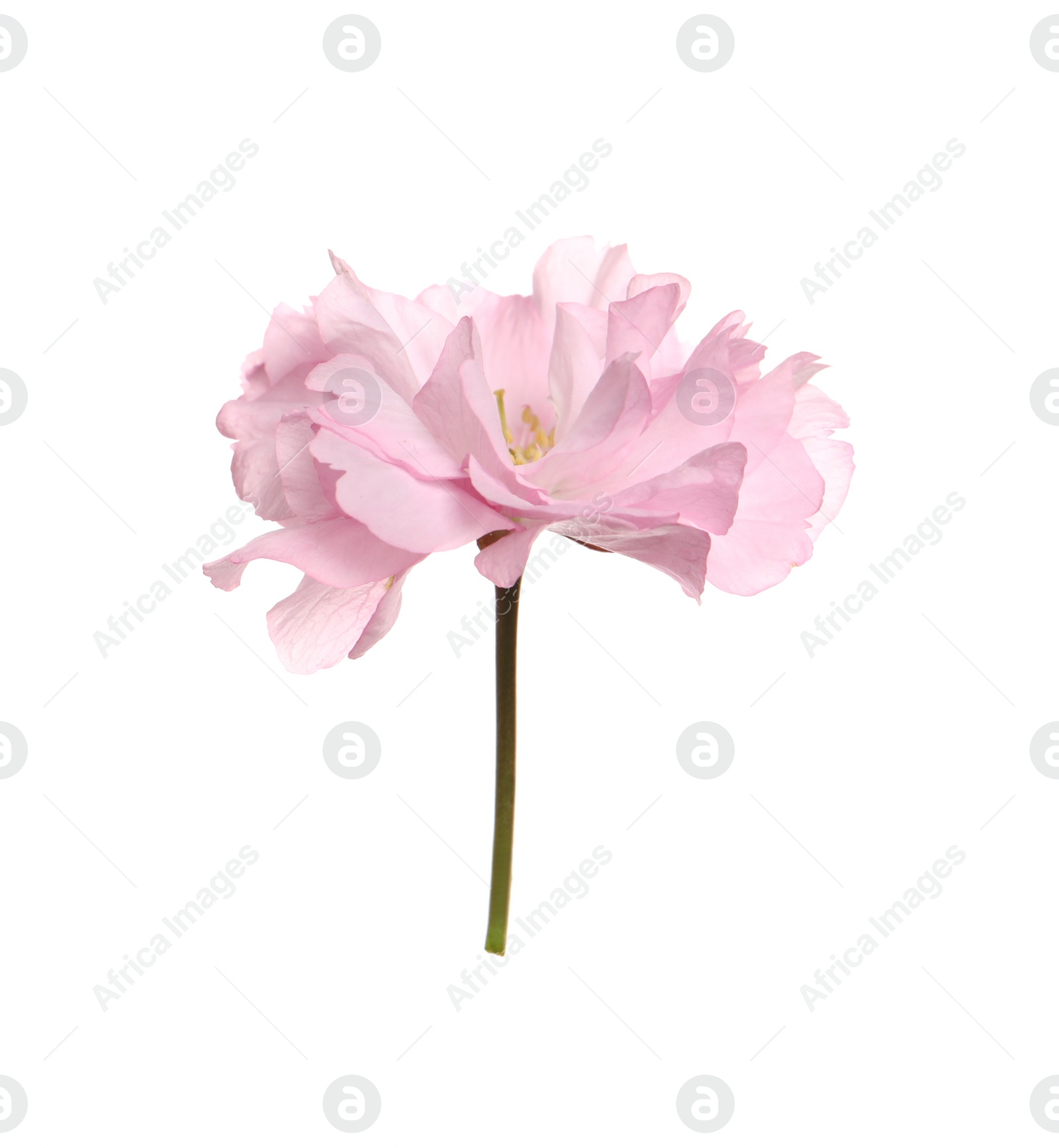 Photo of Beautiful pink sakura blossom isolated on white