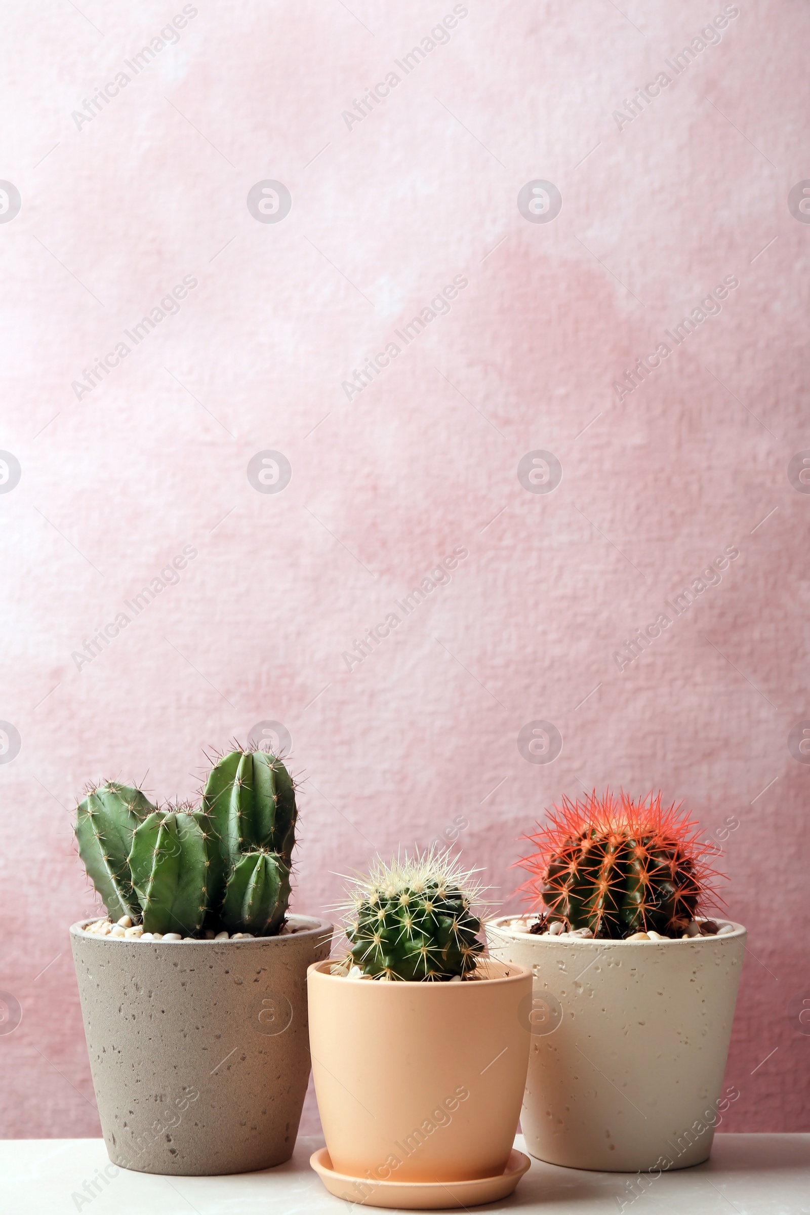 Photo of Beautiful cacti on color background