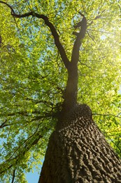 Beautiful tree with green leaves outdoors on sunny day, low angle view
