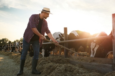 Photo of Worker feeding cows with hay on farm. Animal husbandry