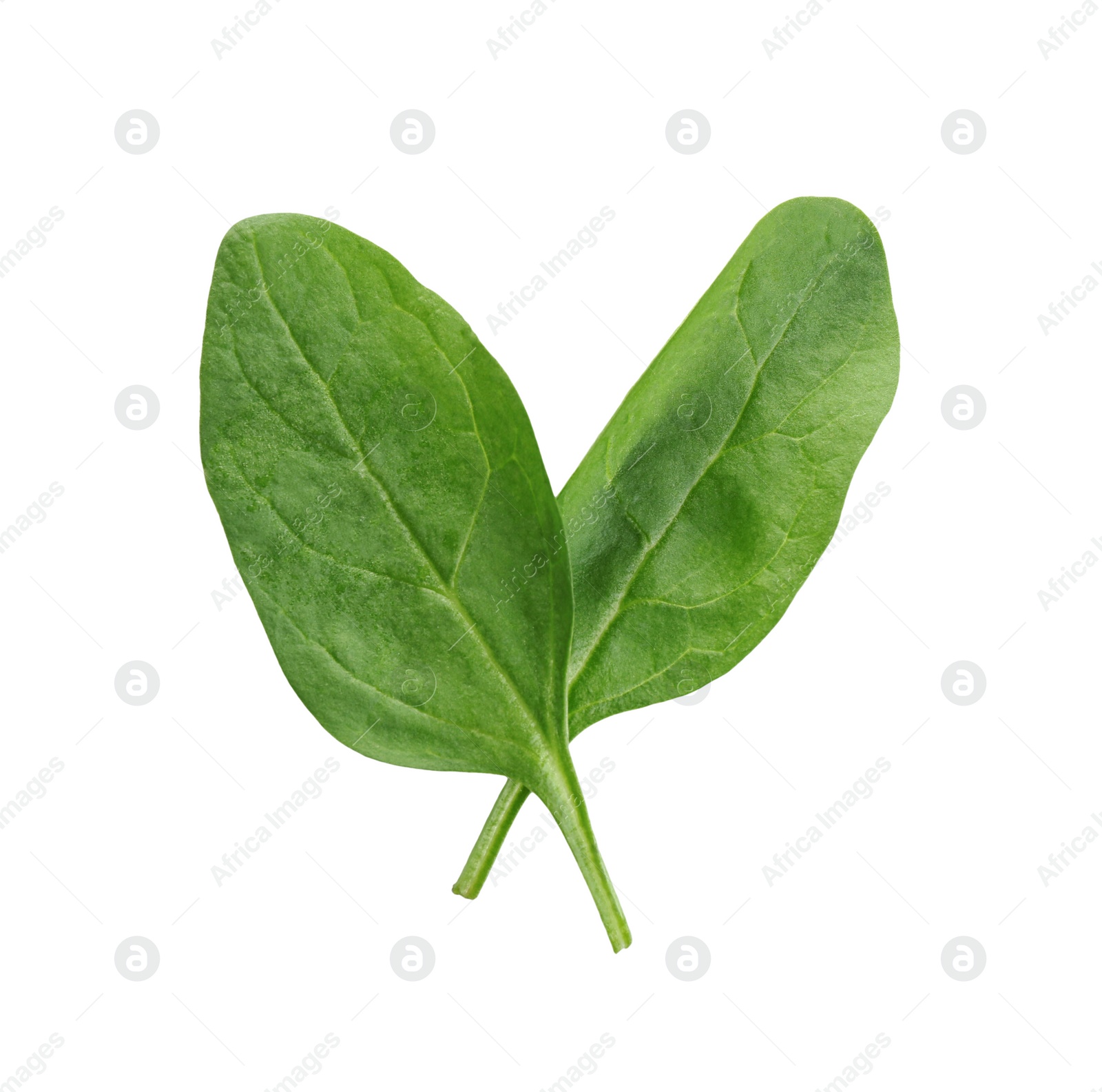 Photo of Fresh green healthy baby spinach leaves isolated on white, top view