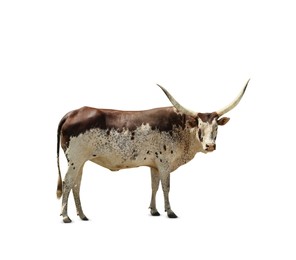 Beautiful Ankole cow on white background. Wild animal