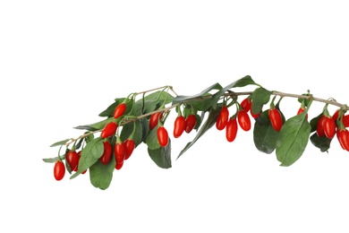 Photo of Twig with fresh goji berries on white background