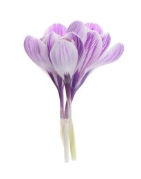 Beautiful fresh crocus flowers on white background