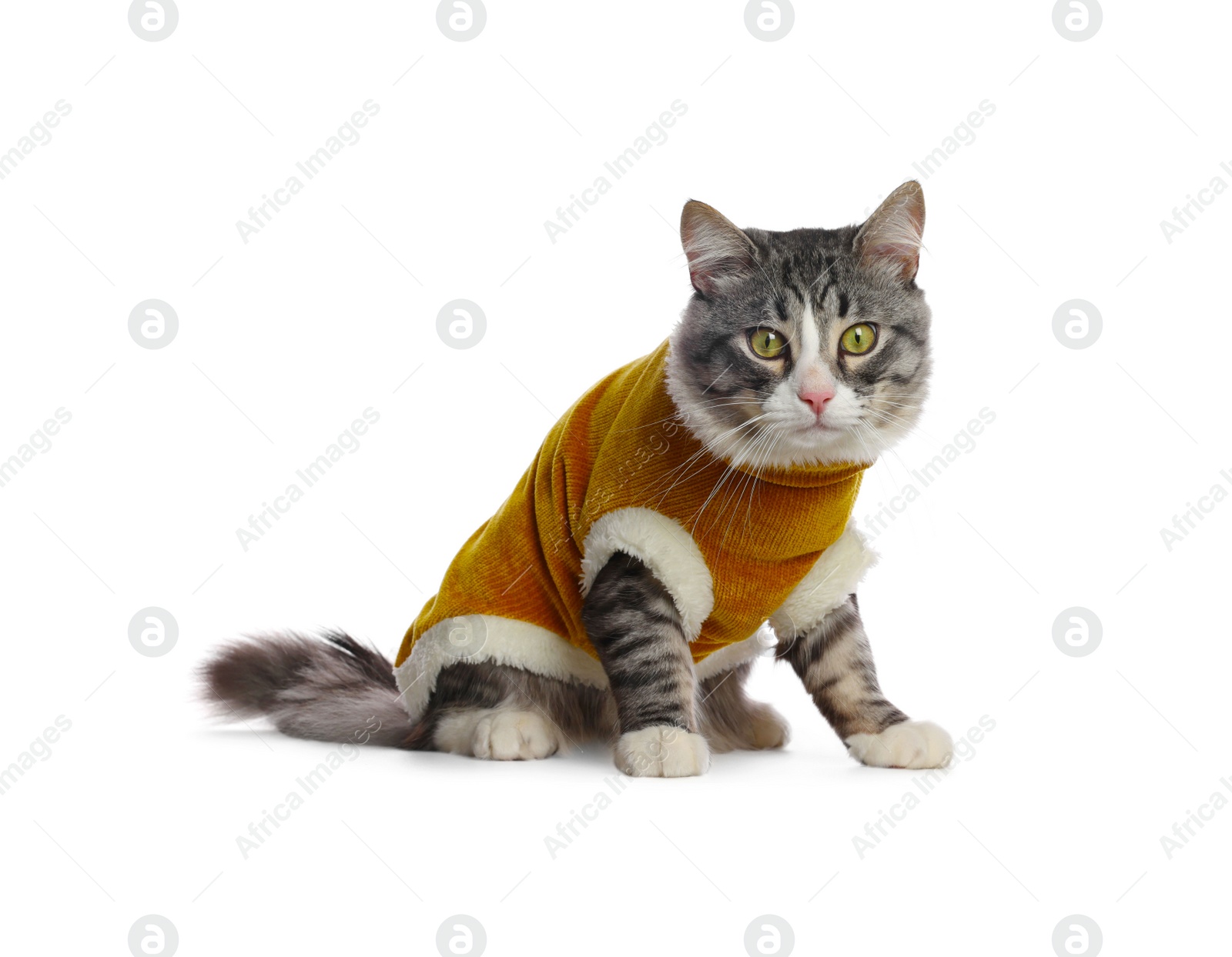 Photo of Cute cat wearing stylish pet clothes on white background