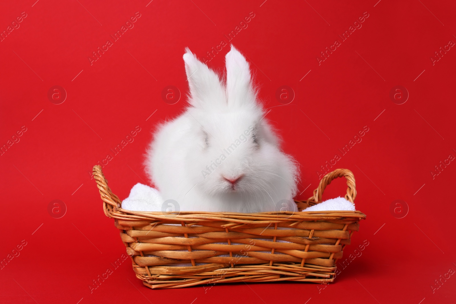 Photo of Fluffy white rabbit in wicker basket on red background. Cute pet