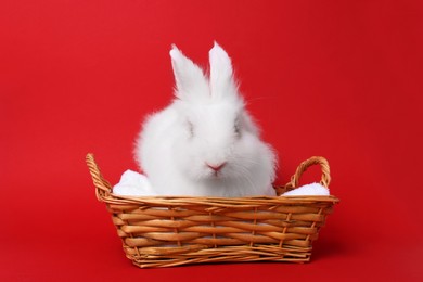 Photo of Fluffy white rabbit in wicker basket on red background. Cute pet