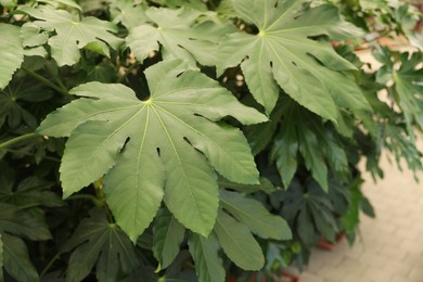 Beautiful paperplant with green leaves, closeup view