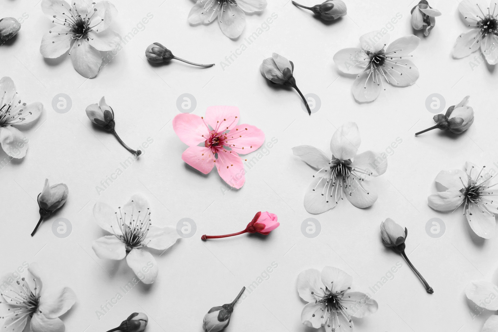 Image of Beautiful cherry tree blossoms on light background, flat lay. Black and white tone with selective color effect