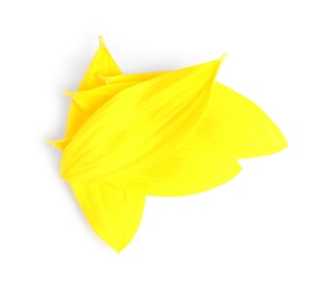 Fresh yellow sunflower petals isolated on white, top view