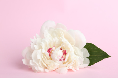 Photo of Beautiful white peony flower on pink background, closeup