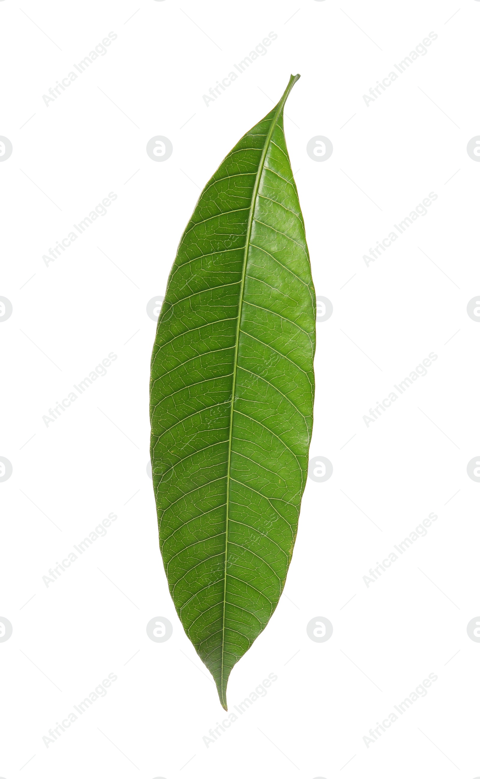 Photo of Fresh green mango leaf on white background