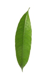Fresh green mango leaf on white background