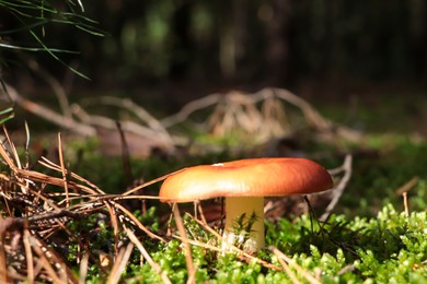 Photo of Russula mushroom growing among green grass in forest
