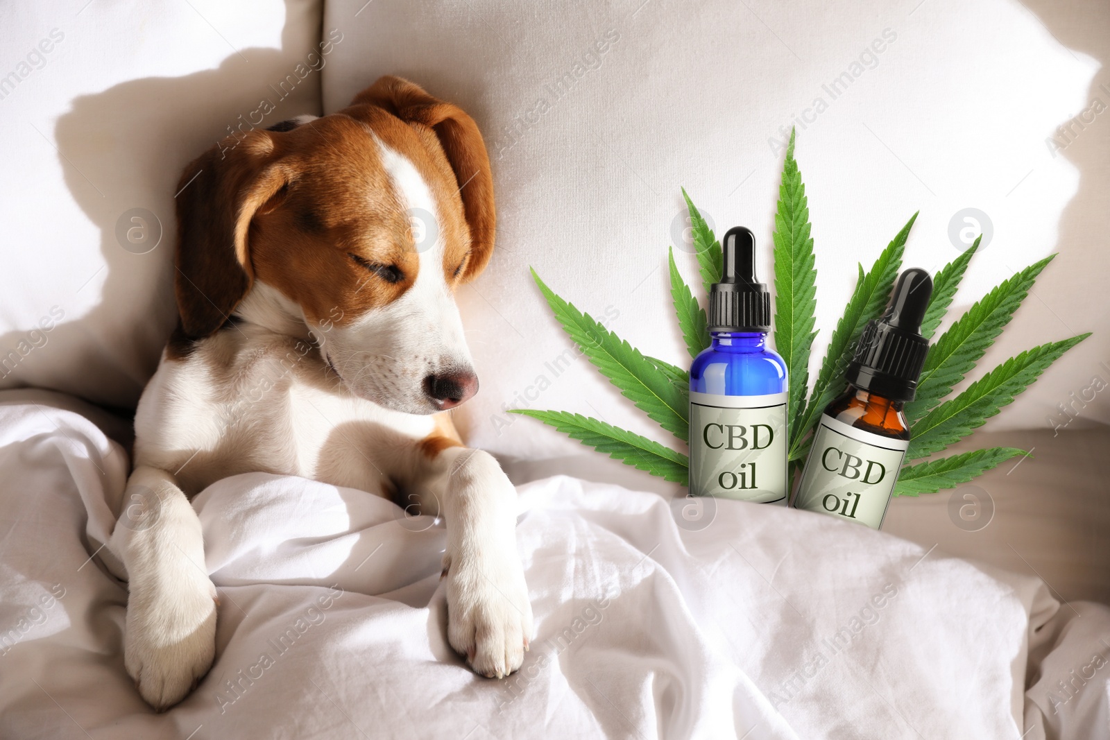 Image of Bottles of CBD oil and cute dog sleeping in bed, top view 