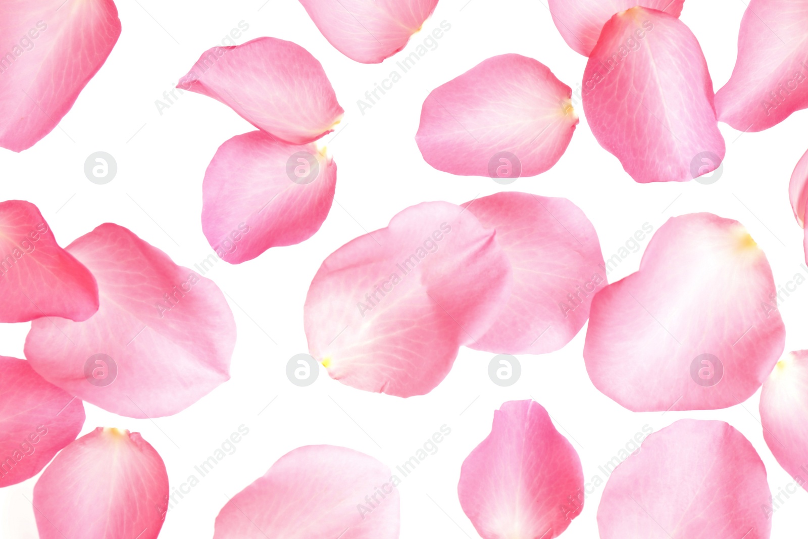 Photo of Fresh pink rose petals on white background, top view