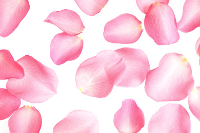 Fresh pink rose petals on white background, top view