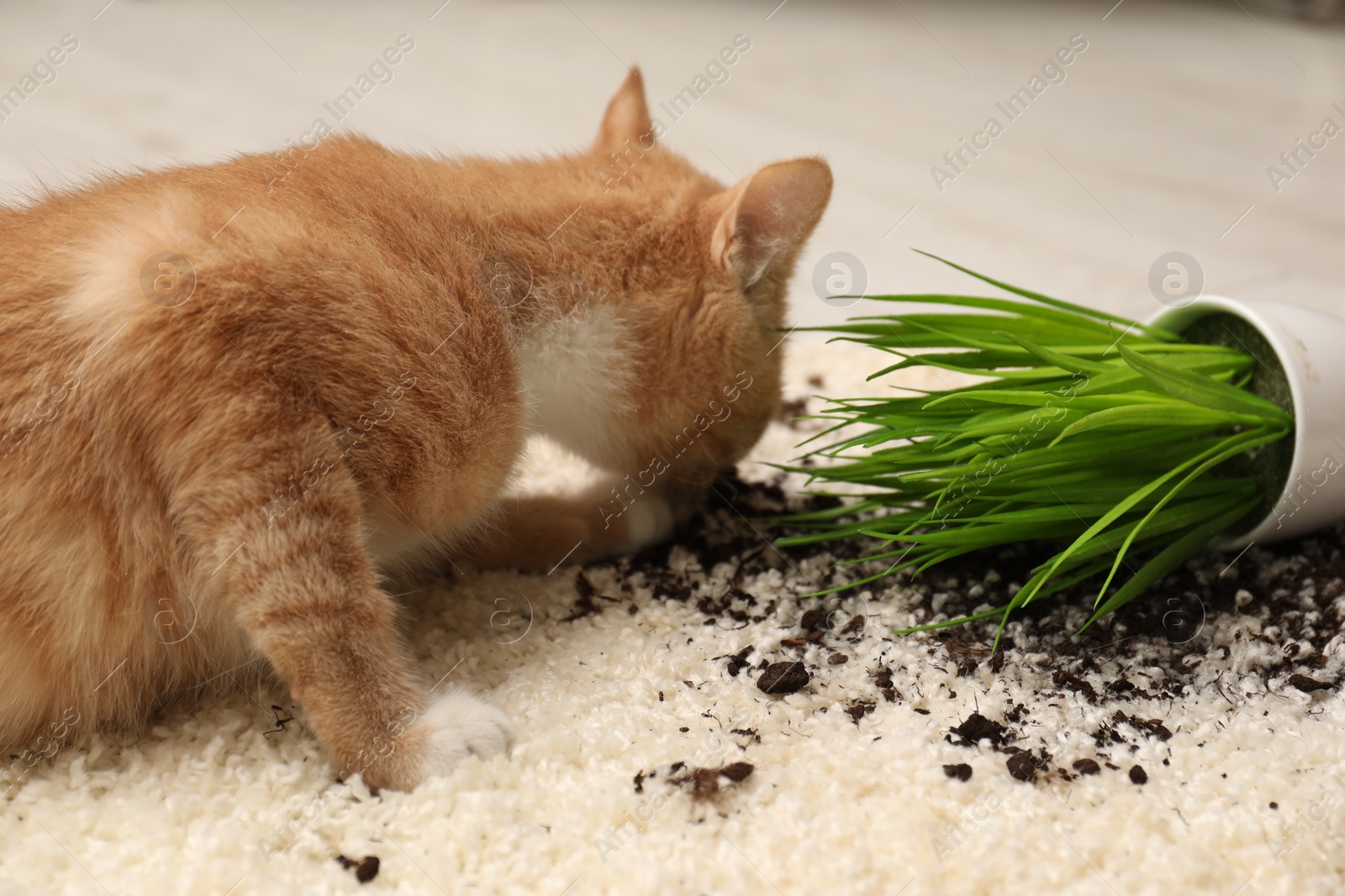 Photo of Cute ginger cat near overturned houseplant on carpet at home