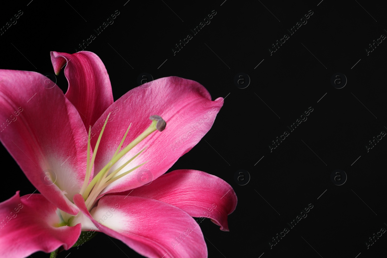 Photo of Beautiful pink lily flower on black background, closeup. Space for text