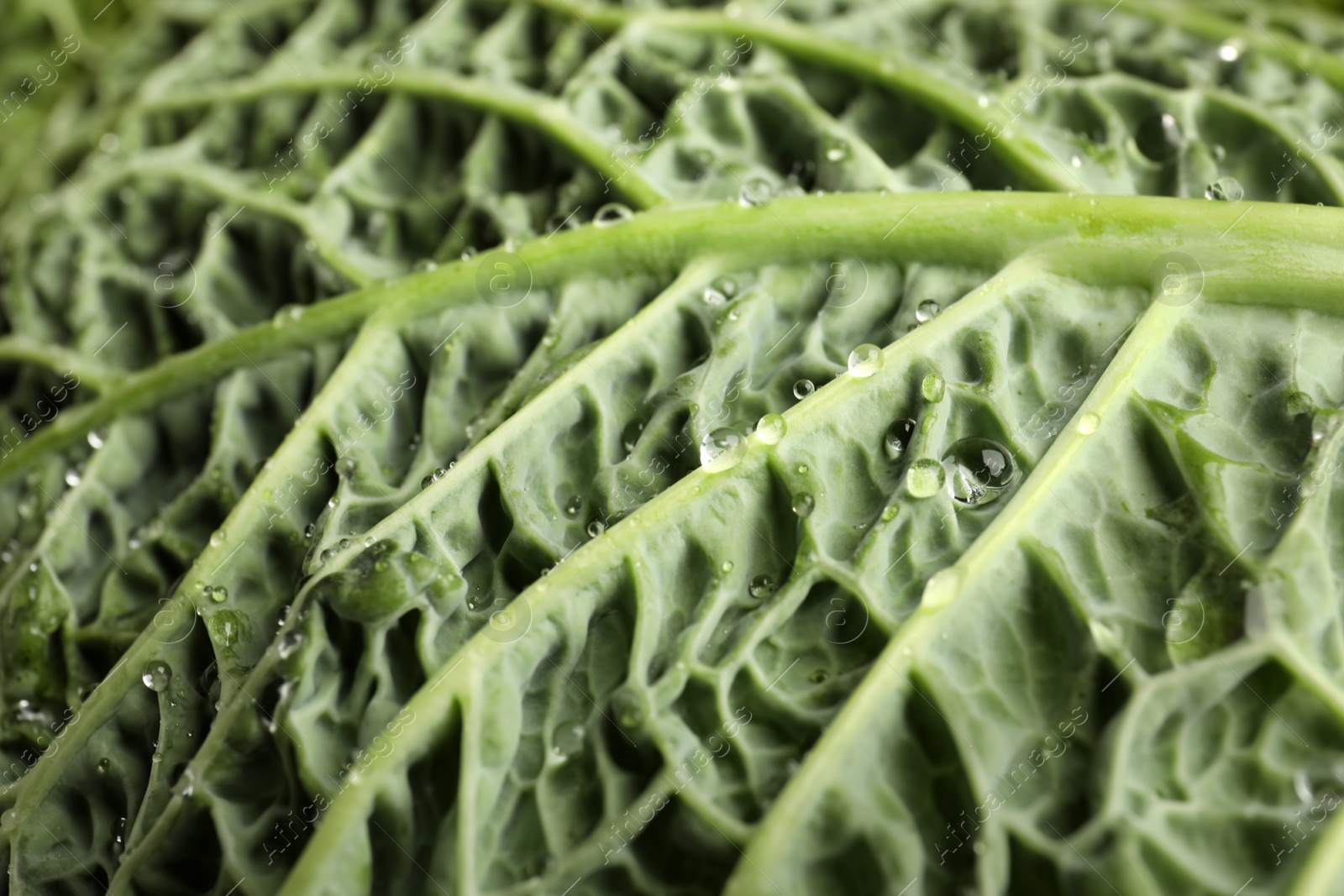 Photo of Green leaf of savoy cabbage as background, closeup