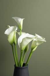 Photo of Beautiful calla lily flowers in vase on olive background