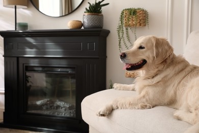 Photo of Adorable Golden Retriever dog on sofa near electric fireplace indoors