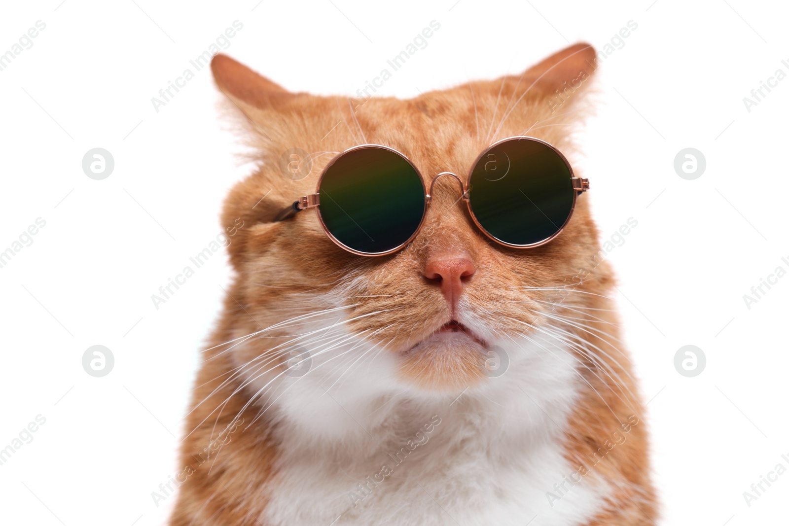 Photo of Cute ginger cat in stylish sunglasses on white background, closeup