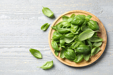 Fresh green basil on light grey wooden table, flat lay