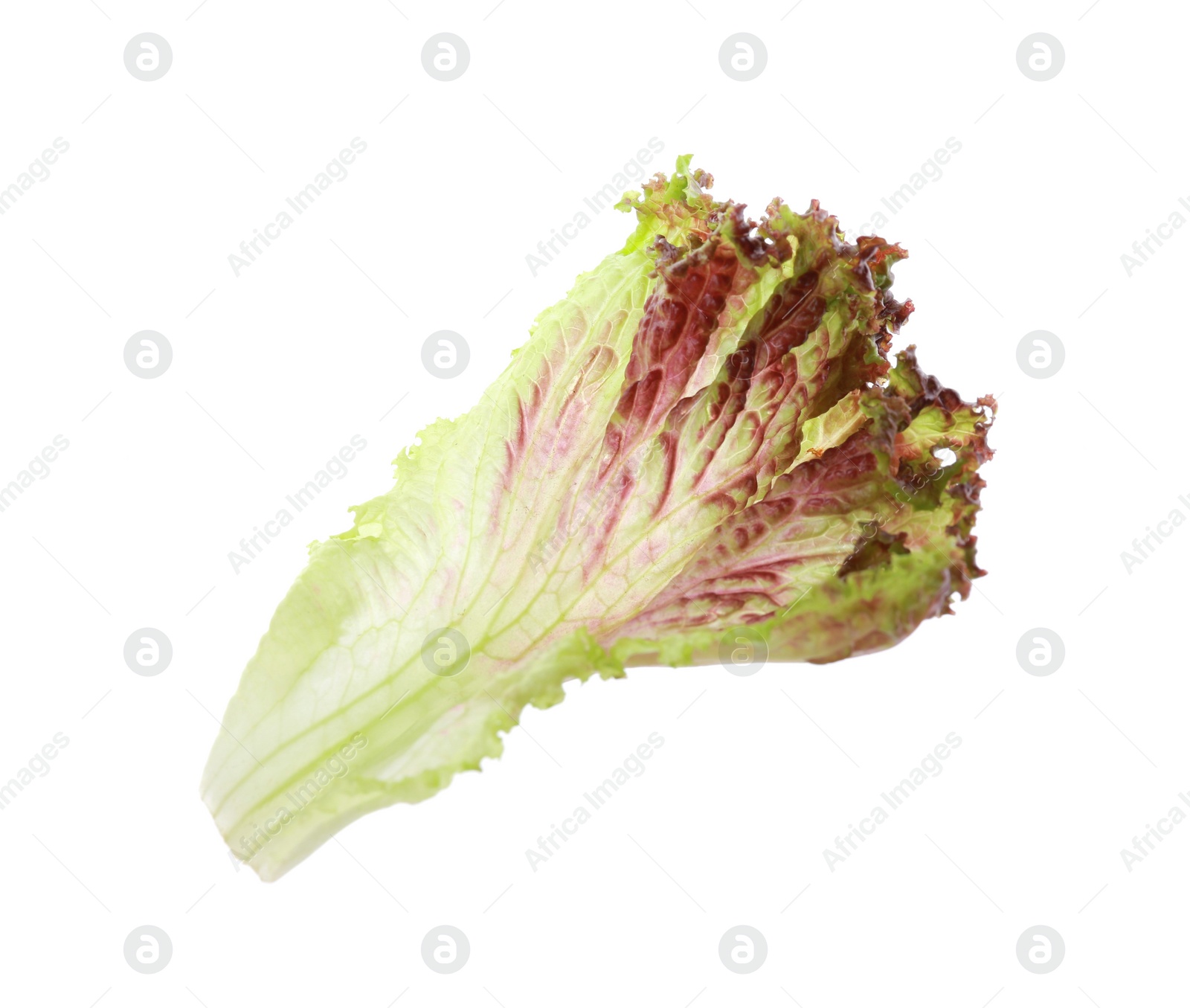 Photo of Leaf of fresh red coral lettuce isolated on white